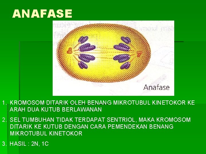 ANAFASE 1. KROMOSOM DITARIK OLEH BENANG MIKROTUBUL KINETOKOR KE ARAH DUA KUTUB BERLAWANAN 2.