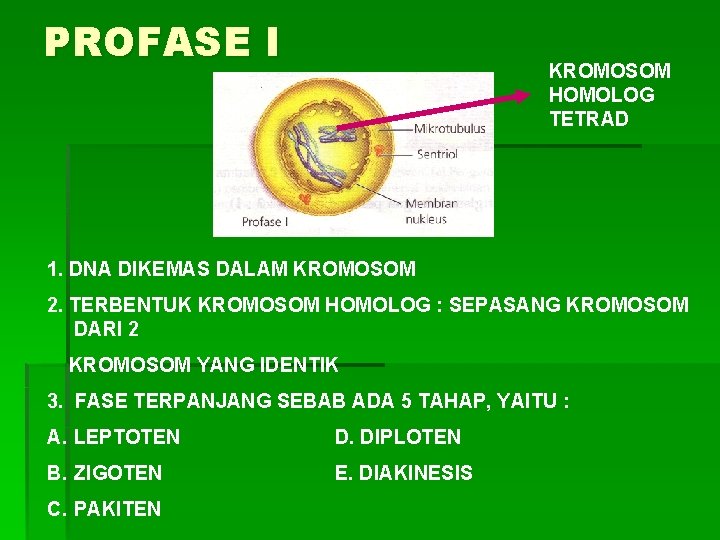 PROFASE I KROMOSOM HOMOLOG TETRAD 1. DNA DIKEMAS DALAM KROMOSOM 2. TERBENTUK KROMOSOM HOMOLOG