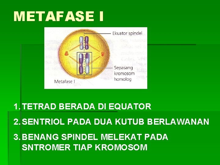 METAFASE I 1. TETRAD BERADA DI EQUATOR 2. SENTRIOL PADA DUA KUTUB BERLAWANAN 3.