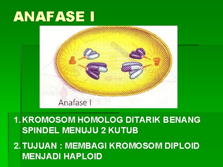 ANAFASE I 1. KROMOSOM HOMOLOG DITARIK BENANG SPINDEL MENUJU 2 KUTUB 2. TUJUAN :