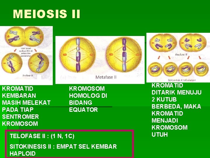 MEIOSIS II KROMATID KEMBARAN MASIH MELEKAT PADA TIAP SENTROMER KROMOSOM HOMOLOG DI BIDANG EQUATOR