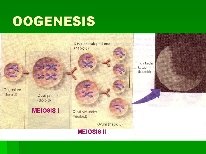 OOGENESIS MEIOSIS II 