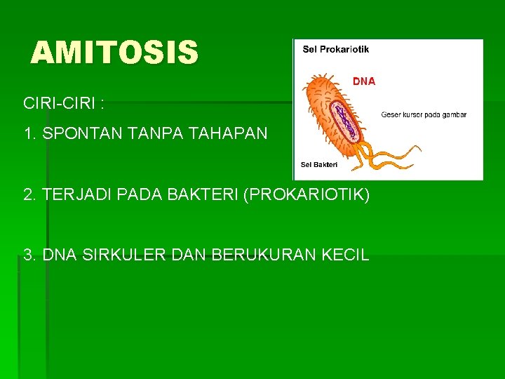 AMITOSIS CIRI-CIRI : 1. SPONTAN TANPA TAHAPAN 2. TERJADI PADA BAKTERI (PROKARIOTIK) 3. DNA