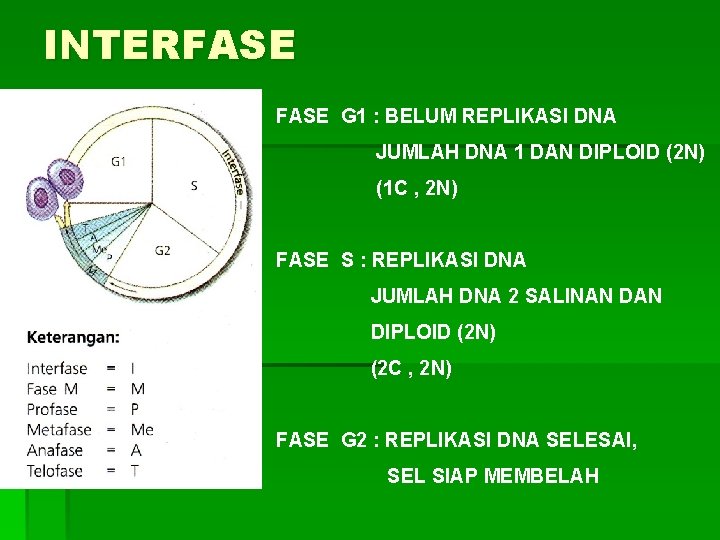 INTERFASE G 1 : BELUM REPLIKASI DNA JUMLAH DNA 1 DAN DIPLOID (2 N)