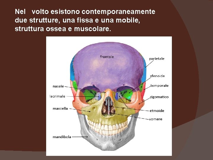 Nel volto esistono contemporaneamente due strutture, una fissa e una mobile, struttura ossea e