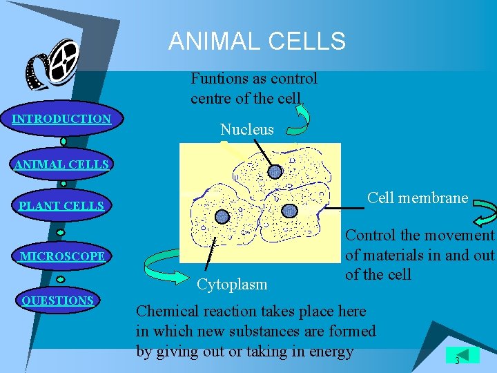 ANIMAL CELLS Funtions as control centre of the cell INTRODUCTION Nucleus ANIMAL CELLS Cell