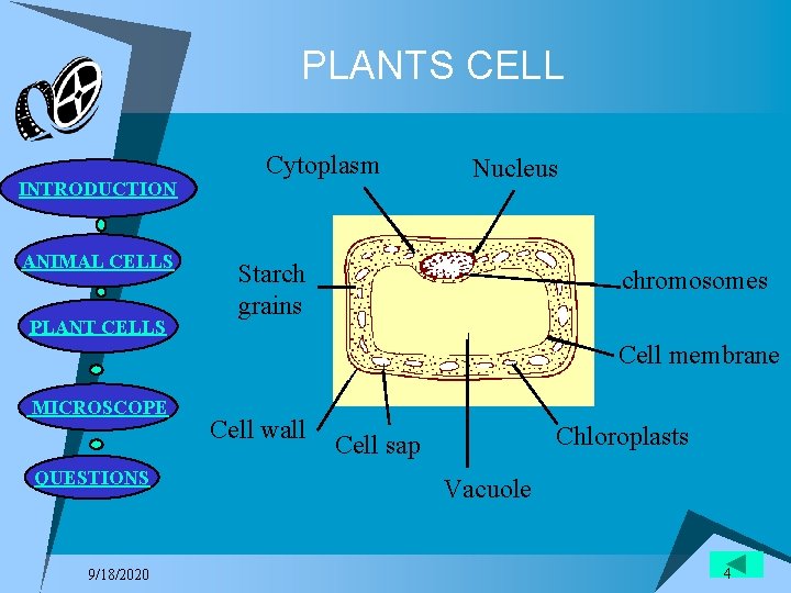 PLANTS CELL INTRODUCTION ANIMAL CELLS PLANT CELLS Cytoplasm Nucleus Starch grains chromosomes Cell membrane