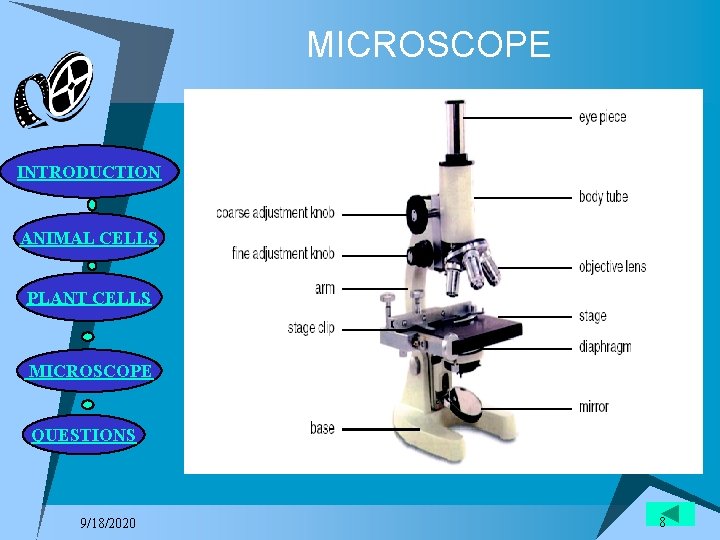 MICROSCOPE INTRODUCTION ANIMAL CELLS PLANT CELLS MICROSCOPE QUESTIONS 9/18/2020 8 