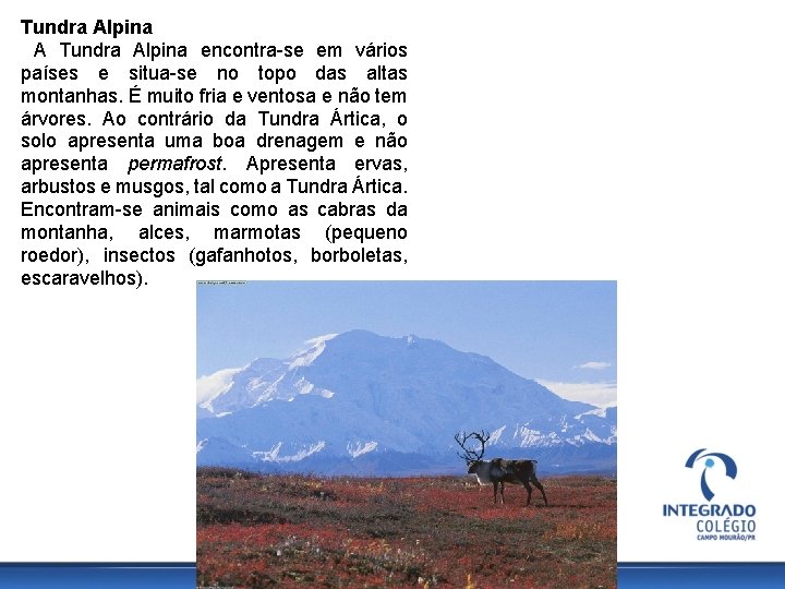 Tundra Alpina A Tundra Alpina encontra-se em vários países e situa-se no topo das