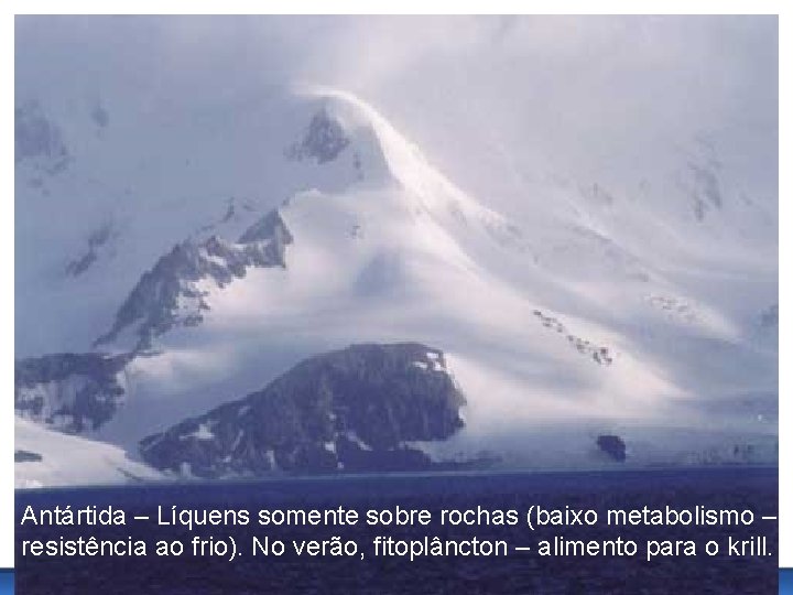 Antártida – Líquens somente sobre rochas (baixo metabolismo – resistência ao frio). No verão,