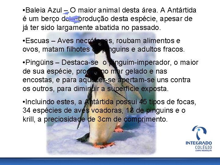  • Baleia Azul – O maior animal desta área. A Antártida é um