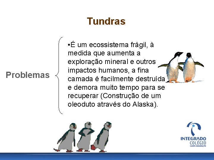 Tundras Problemas • É um ecossistema frágil, à medida que aumenta a exploração mineral