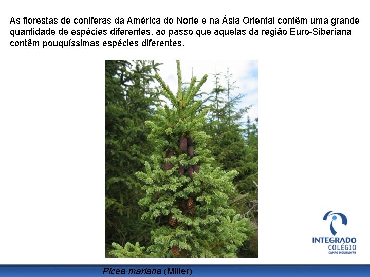 As florestas de coníferas da América do Norte e na Ásia Oriental contêm uma