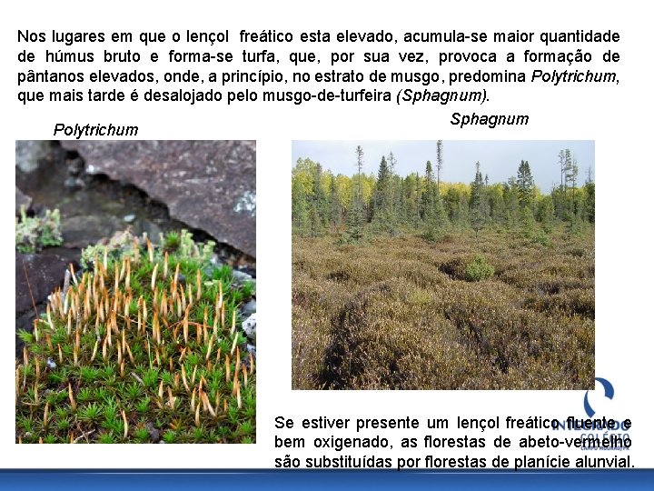 Nos lugares em que o lençol freático esta elevado, acumula-se maior quantidade de húmus