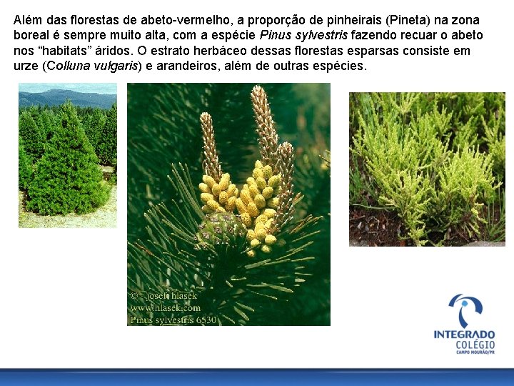 Além das florestas de abeto-vermelho, a proporção de pinheirais (Pineta) na zona boreal é