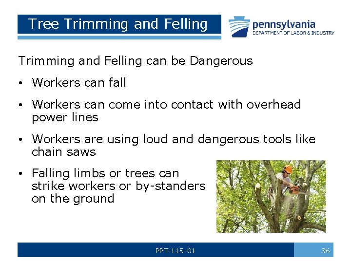 Tree Trimming and Felling can be Dangerous • Workers can fall • Workers can