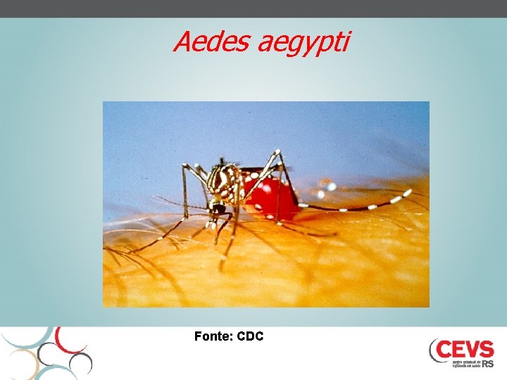 Aedes aegypti Fonte: CDC 