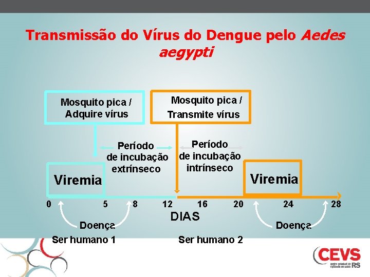 Transmissão do Vírus do Dengue pelo Aedes aegypti Mosquito pica / Transmite vírus Mosquito
