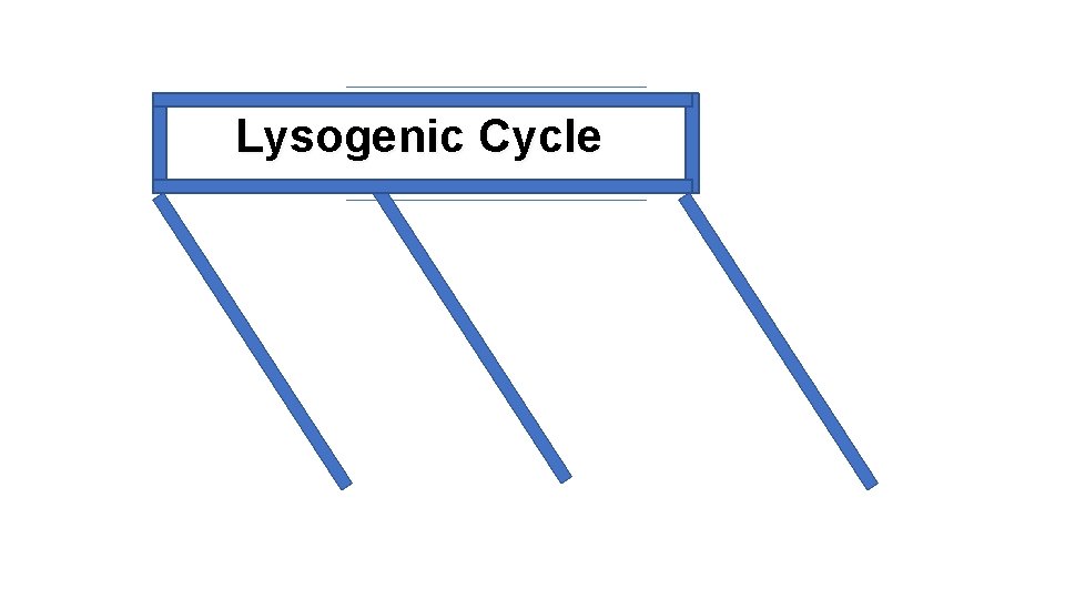  Lysogenic Cycle 