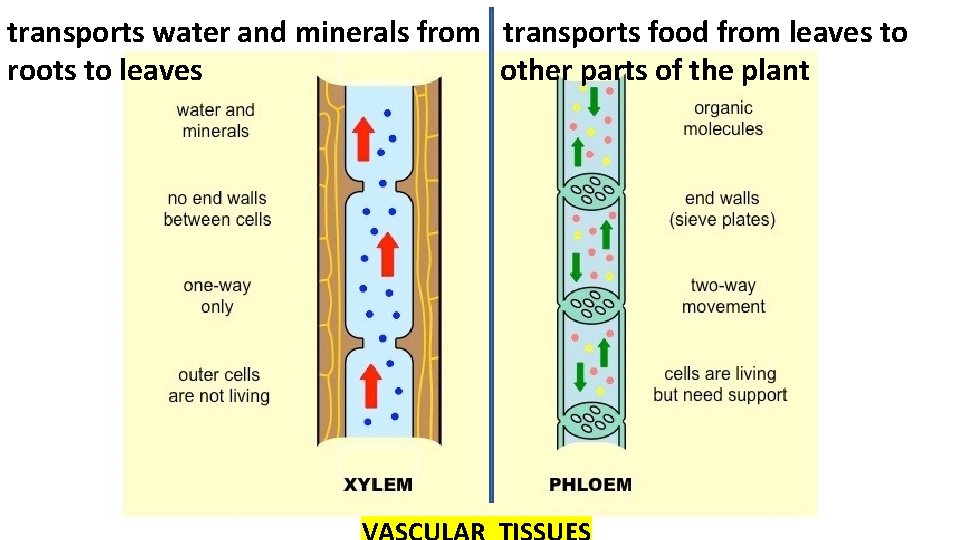 transports water and minerals from transports food from leaves to roots to leaves other