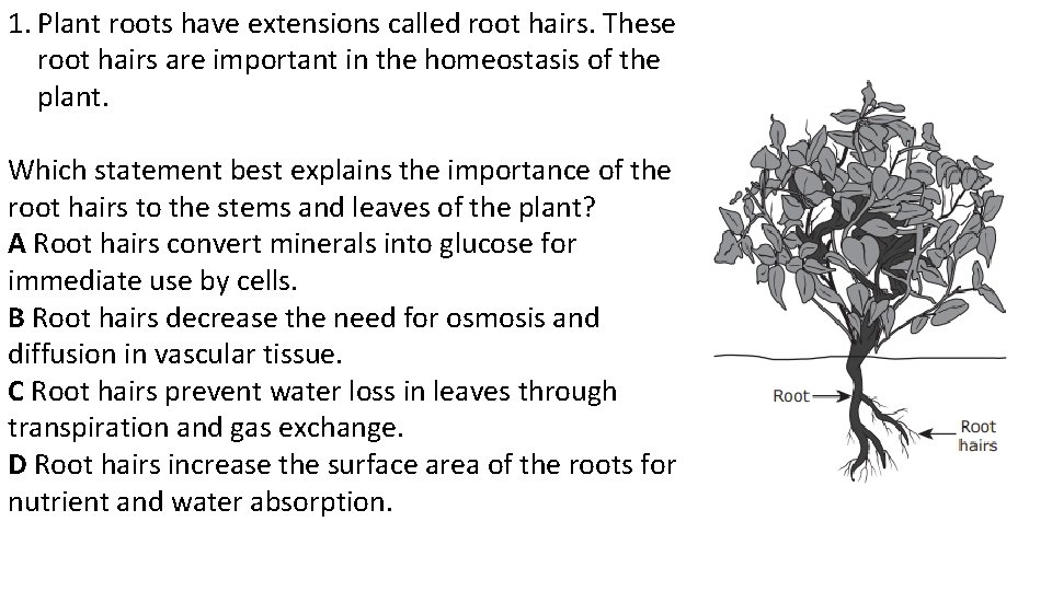 1. Plant roots have extensions called root hairs. These root hairs are important in