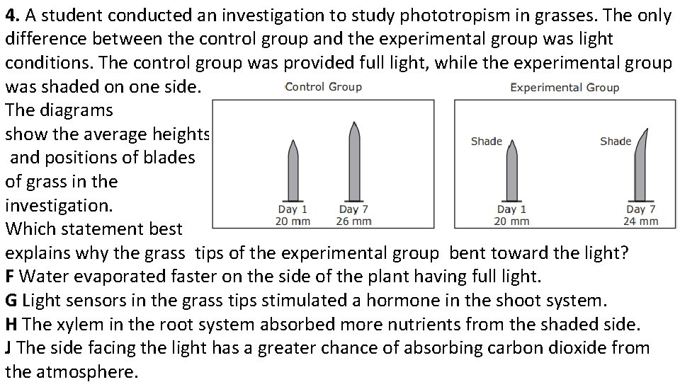 4. A student conducted an investigation to study phototropism in grasses. The only difference