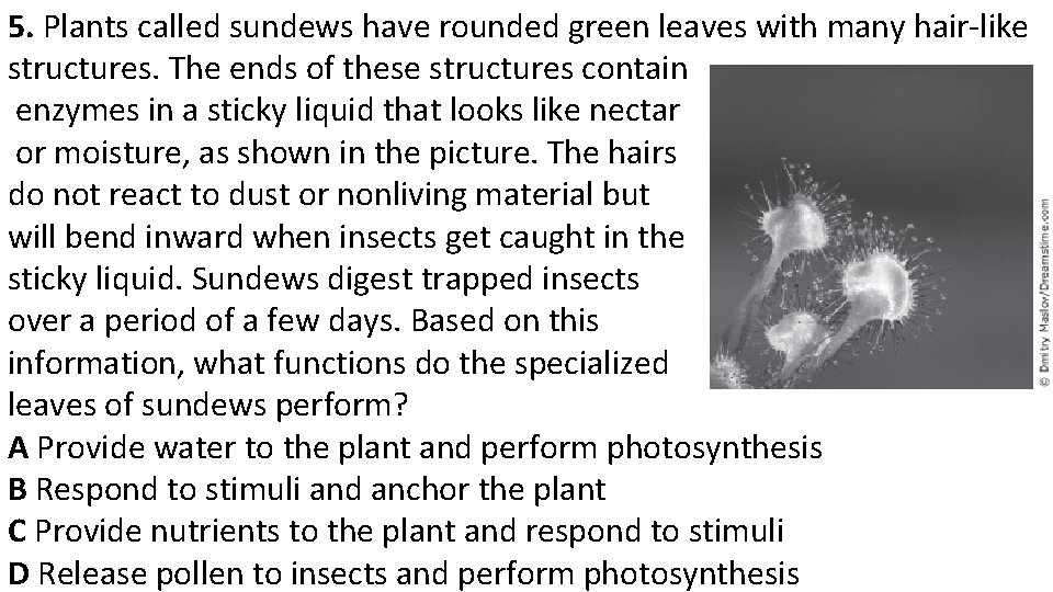 5. Plants called sundews have rounded green leaves with many hair-like structures. The ends