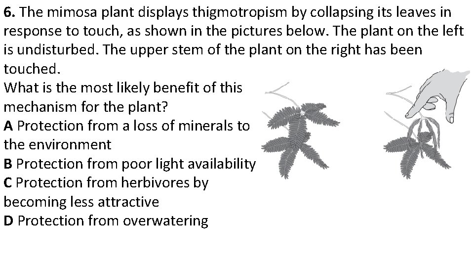 6. The mimosa plant displays thigmotropism by collapsing its leaves in response to touch,