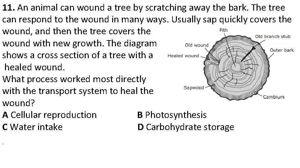 11. An animal can wound a tree by scratching away the bark. The tree