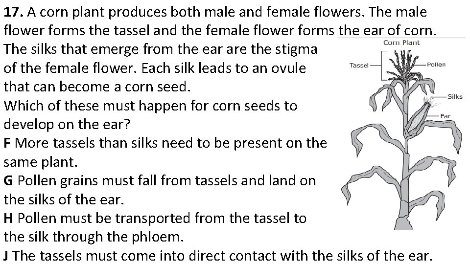 17. A corn plant produces both male and female flowers. The male flower forms