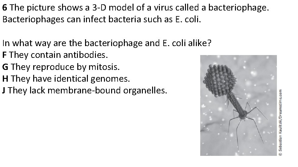 6 The picture shows a 3 -D model of a virus called a bacteriophage.