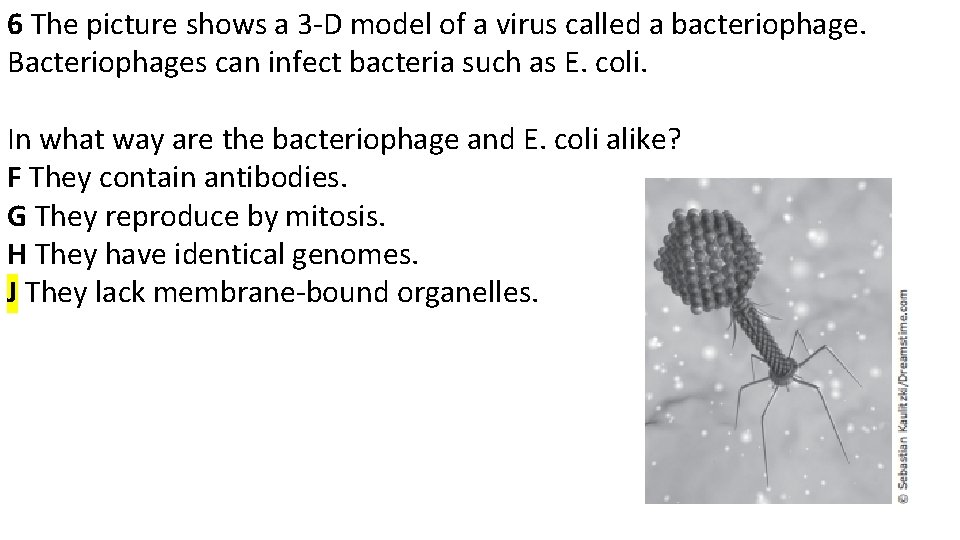 6 The picture shows a 3 -D model of a virus called a bacteriophage.