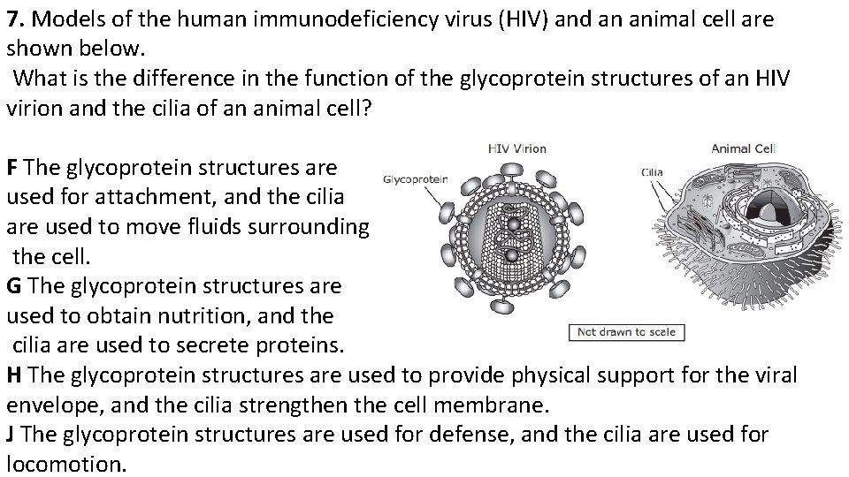 7. Models of the human immunodeficiency virus (HIV) and an animal cell are shown
