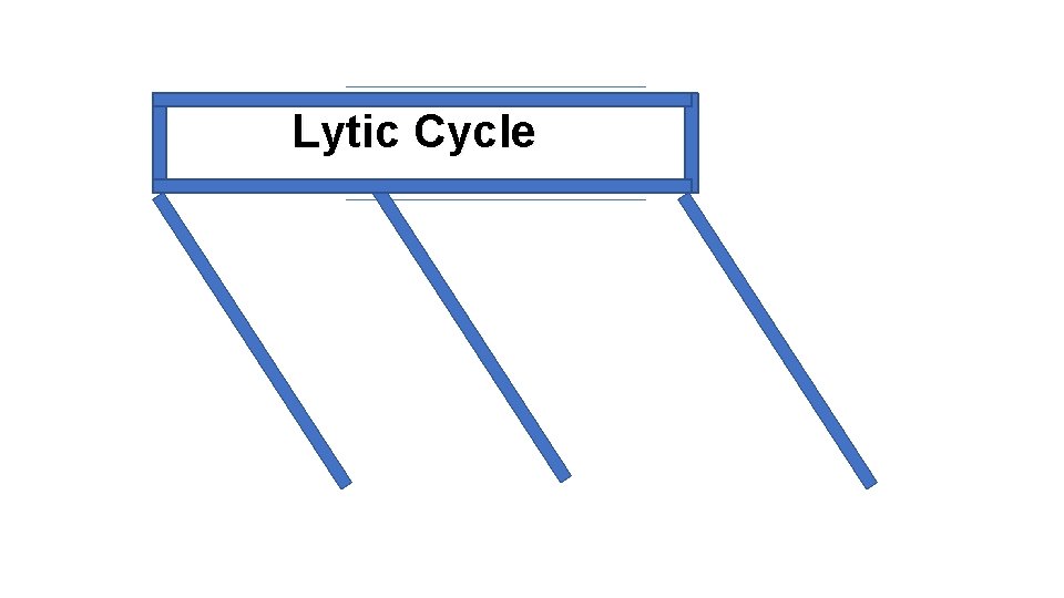  Lytic Cycle 