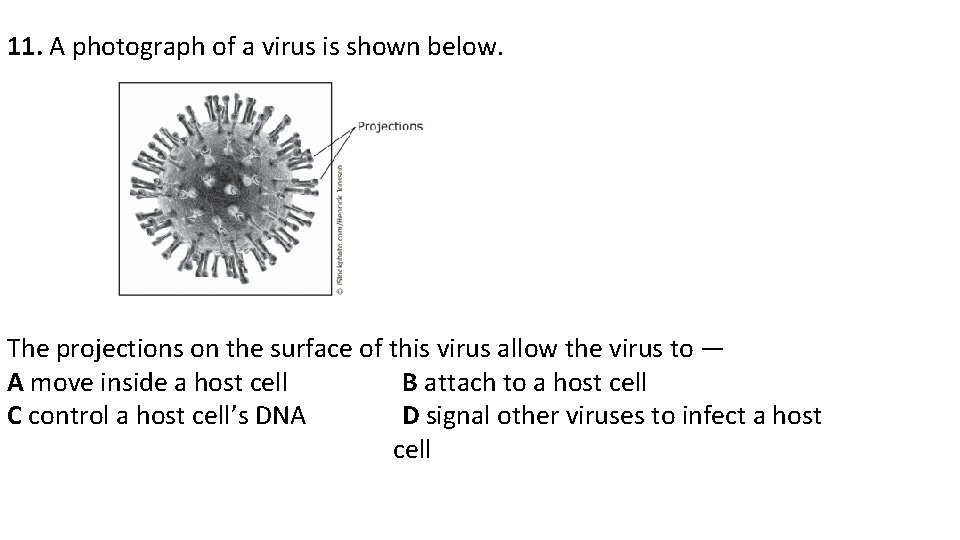 11. A photograph of a virus is shown below. The projections on the surface