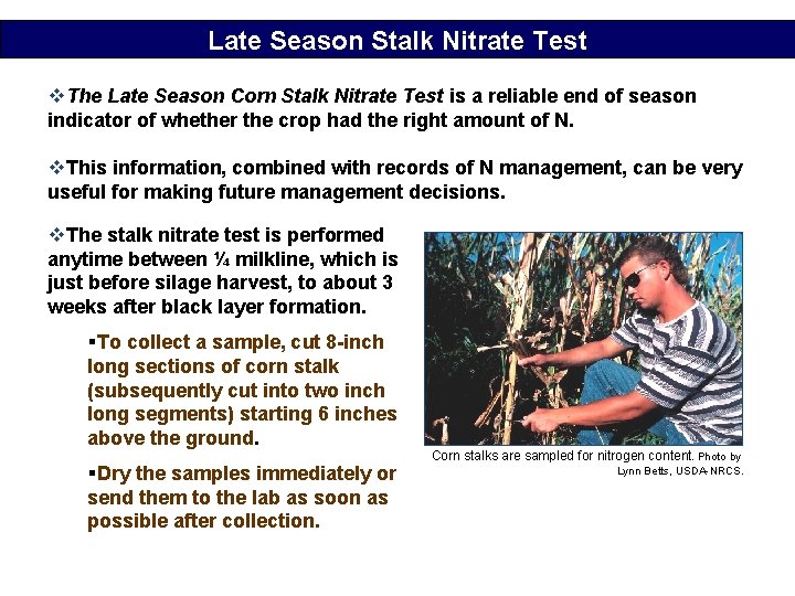 Late Season Stalk Nitrate Test v. The Late Season Corn Stalk Nitrate Test is