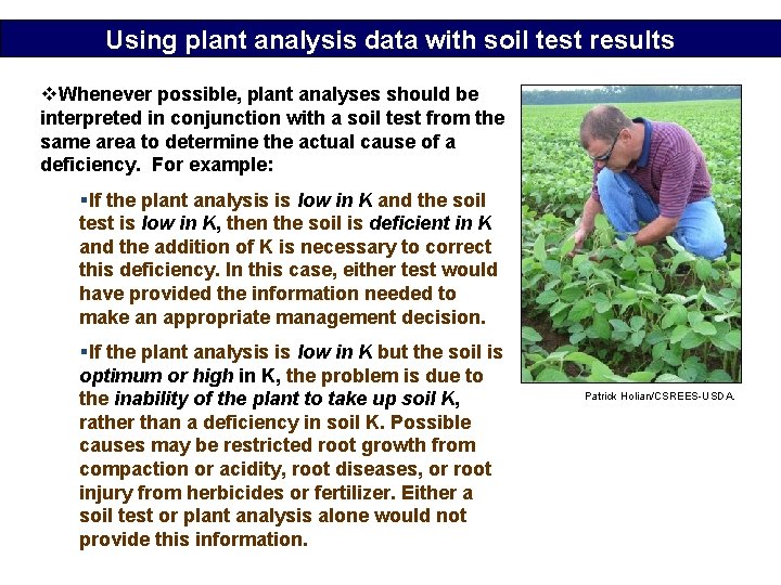 Using plant analysis data with soil test results v. Whenever possible, plant analyses should