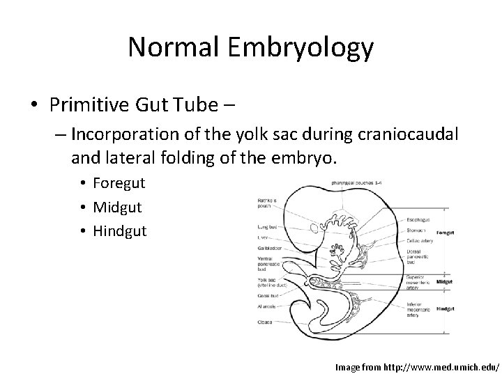 Normal Embryology • Primitive Gut Tube – – Incorporation of the yolk sac during