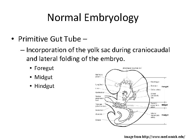 Normal Embryology • Primitive Gut Tube – – Incorporation of the yolk sac during