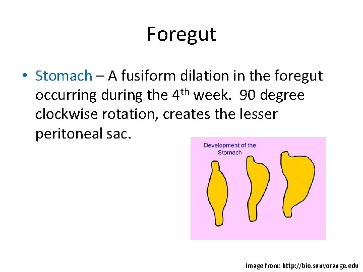 Foregut • Stomach – A fusiform dilation in the foregut occurring during the 4