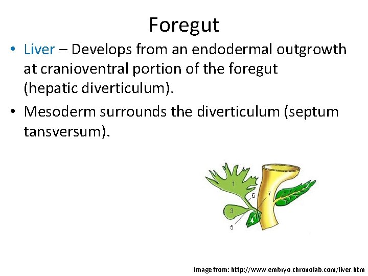 Foregut • Liver – Develops from an endodermal outgrowth at cranioventral portion of the