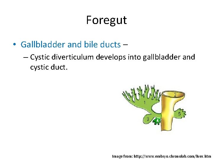 Foregut • Gallbladder and bile ducts – – Cystic diverticulum develops into gallbladder and