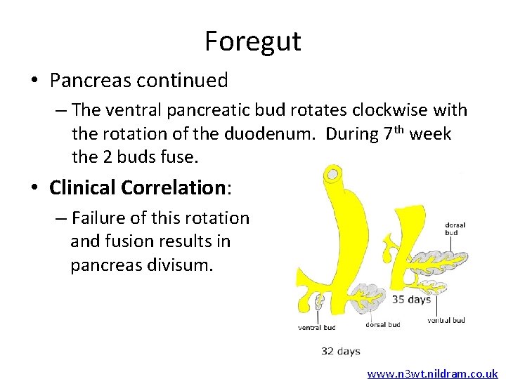 Foregut • Pancreas continued – The ventral pancreatic bud rotates clockwise with the rotation