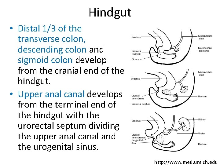 Hindgut • Distal 1/3 of the transverse colon, descending colon and sigmoid colon develop