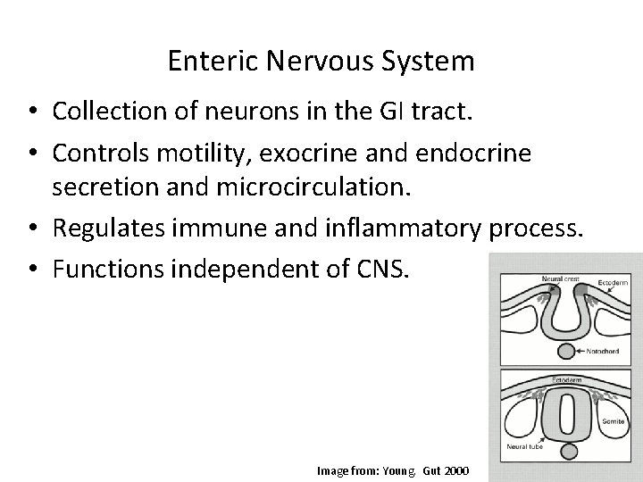 Enteric Nervous System • Collection of neurons in the GI tract. • Controls motility,