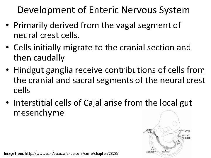 Development of Enteric Nervous System • Primarily derived from the vagal segment of neural