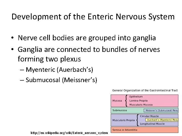 Development of the Enteric Nervous System • Nerve cell bodies are grouped into ganglia