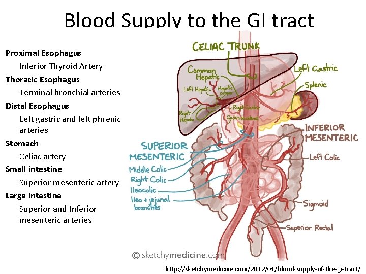 Blood Supply to the GI tract Proximal Esophagus Inferior Thyroid Artery Thoracic Esophagus Terminal