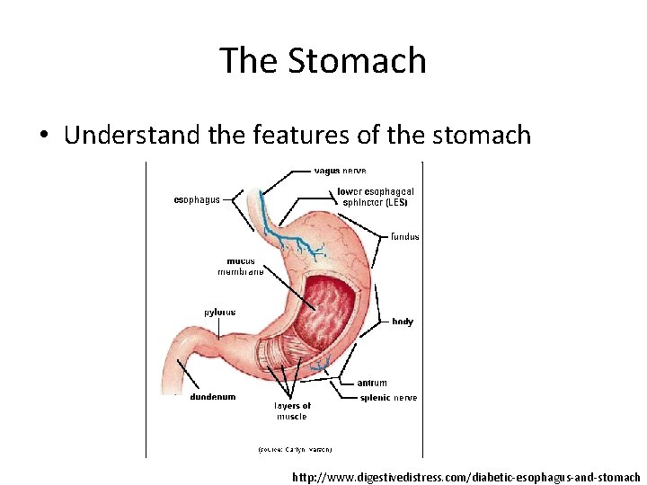 The Stomach • Understand the features of the stomach http: //www. digestivedistress. com/diabetic-esophagus-and-stomach 
