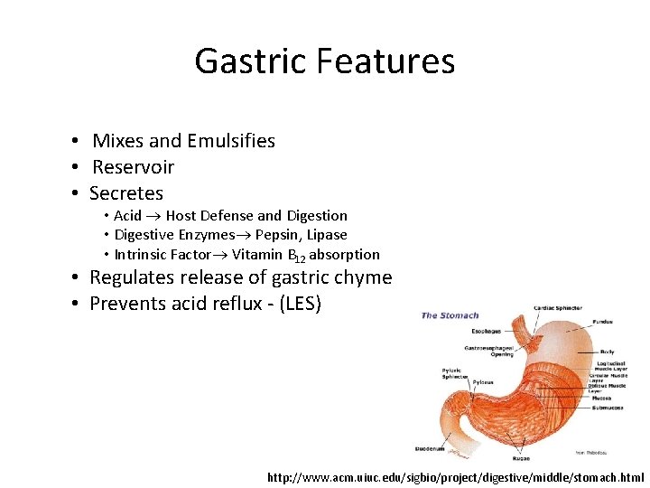 Gastric Features • Mixes and Emulsifies • Reservoir • Secretes • Acid Host Defense